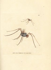 Harvestman hämähäkki, Megabunus diadema. James Sowerbyn käsinvärinen kuparikaiverrus The British Miscellanysta tai värillisiä hahmoja uusista, harvinaisista tai vähän tunnetuista eläimistä. tekijältä James Sowerby
