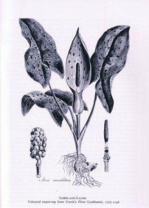 Herb Paris, Nature in Britain, julkaissut Collins, 1946. tekijältä James Sowerby