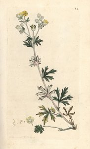 Hoary cinquefoil, Potentilla argentea (Cinquefoil) Käsinvärinen kuparilevykaiverrus James Sowerbyn kuvituksen mukaan James Smithin Englannin kasvitieteestä Lontoossa tekijältä James Sowerby