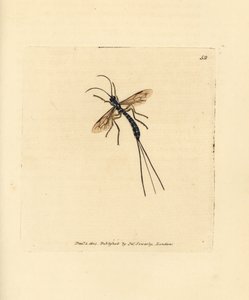 Ichneumon persu, Rhyssa persuasoria (Ichneumon persuasorius). James Sowerbyn käsinvärinen kuparikaiverrus The British Miscellanysta tai värillisiä hahmoja uusista, harvinaisista tai vähän tunnetuista eläimistä. tekijältä James Sowerby