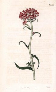 Immortelle-tähti - Helichrysum stellatum (kompakti kukkiva gnaphalium, Gnaphalium congestum). Weddellin käsinvärinen kuparikaiverrus James Sowerbyn kuvituksen jälkeen Samuel Curtisin "" Botanical Magazine -lehdestä" Lontoossa tekijältä James Sowerby