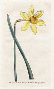 Verraton narsissi - James Sowerbyn (1757-1822) litografia, William Curtisin kasvitieteellinen aikakauslehti (1746-1799) tekijältä James Sowerby