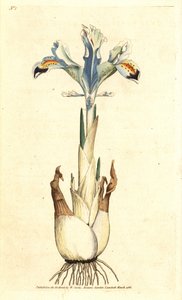 Iris (Persian rose) - Persialainen iiris, Iris persica. Käsinvärinen kuparikaiverrus James Sowerbyn kasvitieteellisen kuvituksen mukaan William Curtisin The Botanical Magazinesta, Lambeth Marsh, Lontoo tekijältä James Sowerby