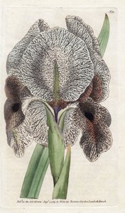 Iris de Charlcedoine tai Susa - James Sowerbyn (1757-1822) litografia, William Curtisin (1746-1799) kasvitieteellinen aikakauslehti tekijältä James Sowerby