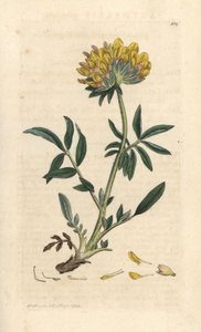 Munuaisvirna tai naisten sormi, Anthyllis vulneraria (Anthyllide vulneraire) Käsinvärinen kuparikaiverrus James Sowerbyn kuvituksen mukaan James Smithin Englannin kasvitieteellisestä lehdestä Lontoossa tekijältä James Sowerby