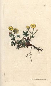 Isokukkainen potentilla, Potentilla grandiflora (Spring cinquefoil, Potentilla verna) (cinquefoil) Käsinvärinen kuparilevykaiverrus James Sowerbyn kuvituksen mukaan James Smithin Englannin kasvitieteellisestä lehdestä Lontoossa tekijältä James Sowerby
