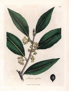 Laurier-kastike. Käsinvärjätty kuparikaiverrus James Sowerbyn (1757-1822) piirroksesta Botanique Medicinalessa tekijältä James Sowerby