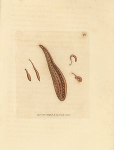 Leech, Hirudo circulans. James Sowerbyn käsinvärinen kuparikaiverrus The British Miscellanysta tai värillisiä hahmoja uusista, harvinaisista tai vähän tunnetuista eläimistä. tekijältä James Sowerby