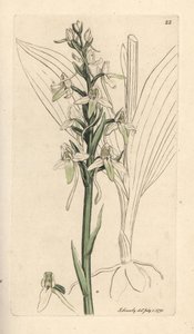 Pieni perhonen orchis, Platanthera bifolia (Orchis bifolia). Käsinvärinen kuparikaiverrus James Sowerbyn kuvituksen jälkeen James Smithin Englannin kasvitieteellisestä lehdestä Lontoossa tekijältä James Sowerby