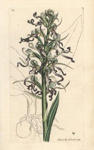 Liskoorkidea, Himantoglossum hircinum (Lizard satyrion tai ochis, Satyrium hircinum). Käsinvärinen kuparikaiverrus James Sowerbyn kuvituksen jälkeen James Smithin Englannin kasvitieteellisestä lehdestä Lontoossa tekijältä James Sowerby