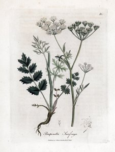Locage saxifrage - Burnet saxifrage, Pimpinella saxifraga. Käsinvärinen kuparilevykaiverrus James Sowerbyn kasvitieteellisestä kuvituksesta William Woodvillesta ja Sir William Jackson Hookerin "" Medical Botany" -teoksesta, John Bohn, Lontoo tekijältä James Sowerby