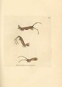 Pitkäsarvijalkainen, Astacilla longicornis (Oniscus longicornis). James Sowerbyn käsinvärinen kuparikaiverrus The British Miscellanysta tai värillisiä hahmoja uusista, harvinaisista tai vähän tunnetuista eläimistä. tekijältä James Sowerby