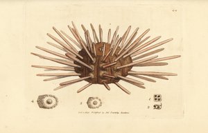 Pitkäkärkinen liuskekivikynä merisiili, Cidaris cidaris (Echinus cidaris). James Sowerbyn käsinvärinen kuparikaiverrus The British Miscellanysta tai värillisiä hahmoja uusista, harvinaisista tai vähän tunnetuista eläimistä. tekijältä James Sowerby