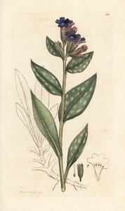 Lungwort, Pulmonaria officinalis (keuhko) Käsinvärinen kuparikaiverrus James Sowerbyn kuvituksen mukaan James Smithin Englannin kasvitieteestä Lontoossa tekijältä James Sowerby