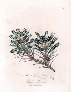 Marseille Astragalus tai äidin tyyny - Vuohenpiippuvirna, Astragalus tragacantha. Käsinvärinen kuparikaiverrus James Sowerbyn kasvitieteellisestä kuvituksesta William Woodvillesta ja Sir William Jackson Hookerin "" Medical Botany" -kirjasta, John tekijältä James Sowerby