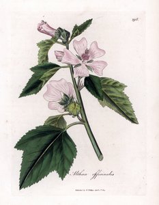 Marshmallow officinale tai villi tai valkoinen violetti vaahtokarkki, Althaea officinalis. Käsinvärinen kuparilevykaiverrus James Sowerbyn kasvitieteellisestä kuvituksesta William Woodvillesta ja Sir William Jackson Hookerin "" Medical Botany" -teoksesta,  tekijältä James Sowerby