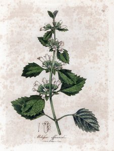 Melisse officinale tai melisse sitruunaruoho - tavallinen balsami, Melissa officinalis. Käsinvärinen kuparilevykaiverrus James Sowerbyn kasvitieteellisestä kuvituksesta William Woodvillesta ja Sir William Jackson Hookerin "" Medical Botany" -teoksesta, Joh tekijältä James Sowerby