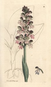 Military orchis, Orchis militaris (Orchis warrior) Käsinvärinen kuparikaiverrus James Sowerbyn kuvituksen jälkeen James Smithin Englannin kasvitieteestä Lontoossa