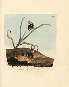 Kaivosmehiläinen, Andrena nigroaenea (Melitta nigro-aenea). James Sowerbyn käsinvärinen kuparikaiverrus The British Miscellanysta tai värilliset hahmot uusista, harvinaisista tai vähän tunnetuista eläimistä. tekijältä James Sowerby