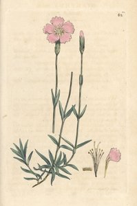 Mountain pink, Dianthus caesius. Käsinvärinen kuparikaiverrus James Sowerbyn kuvituksen jälkeen James Smithin Englannin kasvitieteellisestä lehdestä Lontoossa tekijältä James Sowerby