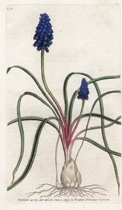Muscari a bunch tai muscari neglige - James Sowerbyn (1757-1822) litografia, William Curtisin (1746-1799) kasvitieteellinen aikakauslehti tekijältä James Sowerby