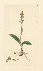 Myskiorkidea, Herminium monorchis (Musk orchis, Ophrys monorchis). Käsinvärinen kuparikaiverrus James Sowerbyn kuvituksen jälkeen James Smithin Englannin kasvitieteellisestä lehdestä Lontoossa tekijältä James Sowerby