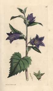 Nokkosenlehtinen kellokukka, Campanula trachelium (Campanule gantelee) Käsinvärinen kuparilevykaiverrus James Sowerbyn kuvituksen jälkeen James Smithin Englannin kasvitieteestä Lontoossa tekijältä James Sowerby