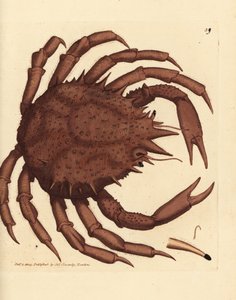 Norjan kuningasrapu tai pohjoisen kivirapu, Lithodes maja. James Sowerbyn käsinvärinen kuparikaiverrus The British Miscellanysta tai värillisiä hahmoja uusista, harvinaisista tai vähän tunnetuista eläimistä. tekijältä James Sowerby