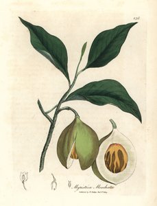Muskottipähkinä ja muskottipuu, Myristica moschata, Myristica fragrans tekijältä James Sowerby