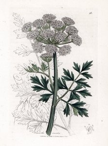 Oenanthe safranee - Hemlock-vesipisara, Oenanthe crocata. Käsinvärinen kuparilevykaiverrus James Sowerbyn kasvitieteellisestä kuvituksesta William Woodvillesta ja Sir William Jackson Hookerin "" Medical Botany" -teoksesta, John Bohn, Lontoo tekijältä James Sowerby
