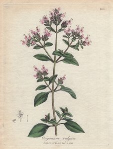 Oregano. Käsinvärjätty kuparikaiverrus James Sowerbyn (1757-1822) piirroksesta Botanique Medicinalessa tekijältä James Sowerby
