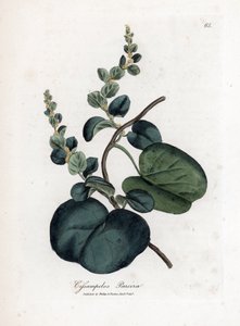 Pareira brava cissampelos, Cissampelos pareira pareira. Käsinvärinen kuparilevykaiverrus James Sowerbyn kasvitieteellisestä kuvituksesta William Woodvillesta ja Sir William Jackson Hookerin "" Medical Botany" -teoksesta, John Bohn, Lontoo tekijältä James Sowerby