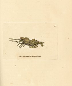 Papukaijakatkarapu, Spirontocaris spinus (Spine backed shrimp; Cancer spinus). James Sowerbyn käsinvärinen kuparikaiverrus The British Miscellanysta tai värillisiä hahmoja uusista, harvinaisista tai vähän tunnetuista eläimistä. tekijältä James Sowerby