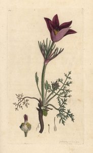 Pasqueflower, Anemone pulsatilla (pulsatille) Käsinvärinen kuparikaiverrus James Sowerbyn kuvituksen mukaan James Smithin Englannin kasvitieteellisestä lehdestä Lontoossa tekijältä James Sowerby