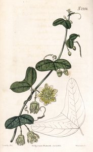 Passionflower -lajike - Passiflora biflora (Crescent-leaved passionflower, Passiflora lunata). Weddellin käsinvärinen kuparikaiverrus James Sowerbyn kuvituksen jälkeen Samuel Curtisin "" Botanical Magazine -lehdestä" Lontoossa tekijältä James Sowerby
