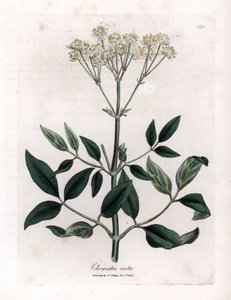 Monivuotinen klematiitti - Pystyneitsyen bower, Clematis recta. Käsinvärinen kuparikaiverrus James Sowerbyn kasvitieteellisestä kuvituksesta William Woodvillesta ja Sir William Jackson Hookerin "" Medical Botany" -teoksesta, John Bohn, Lontoo