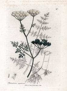 Phellandrium aquatium - Hienolehtinen vesihelma, Phellandrium aquatium. Käsinvärinen kuparilevykaiverrus James Sowerbyn kasvitieteellisestä kuvituksesta William Woodvillesta ja Sir William Jackson Hookerin "" Medical Botany" -teoksesta, John Bohn, Lontoo