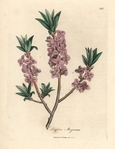Vaaleanpunainen mezereon, Daphne mezereum tekijältä James Sowerby