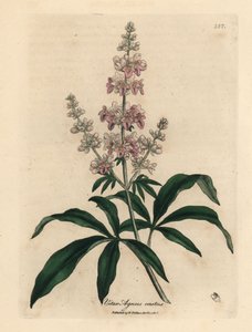 Vaaleanpunainen kukkainen puhdaspuu, Vitex agnus castus tekijältä James Sowerby