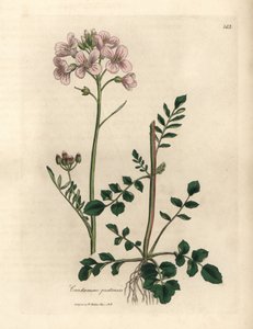 Vaaleanpunainen kukkainen naisten smokki tai kukkakukka, Cardamine pratensis tekijältä James Sowerby