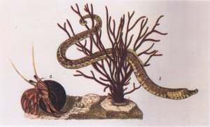 Piippukala ja erakkorapu, Collinsin julkaisema Nature in Britain, 1946. tekijältä James Sowerby