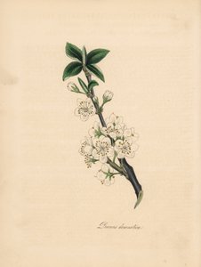 Luumupuu - Tavallinen luumupuu, Prunus domestica. Otettu James Sowerbyn kuvituksesta William Woodvillen teoksesta "Medical Botany". C. Chabotin käsinvärinen sinkografi, jonka on piirtänyt neiti M. A. Burnett teoksesta "" Plantae Utiliores: or Illustrations tekijältä James Sowerby