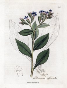 Keuhkojen officinale - keuhkojuuri, Pulmonia officinalis. Käsinvärinen kuparilevykaiverrus James Sowerbyn kasvitieteellisestä kuvituksesta William Woodvillesta ja Sir William Jackson Hookerin "" Medical Botany" -teoksesta, John Bohn, Lontoo