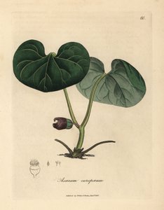 Violetti kukkainen asarabacca tai villi inkivääri, Asarum europaeum tekijältä James Sowerby