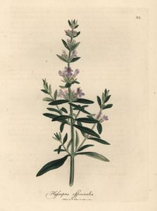 Purppurakukkainen iisoppi, Hyssopus officinalis tekijältä James Sowerby