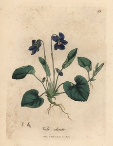 Purppurakukkainen makea orvokki, Viola odorata tekijältä James Sowerby