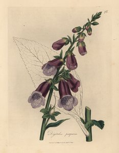 Purppura kettukäsine, Digitalis purpurea tekijältä James Sowerby