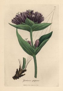 Violetti gentian, Gentiana purpurea tekijältä James Sowerby