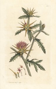 Purppura starthistle, Centaurea calcitrapa (Centauree viistoperä, Centauree etoilee tai Star Thistle) Käsinvärinen kuparikaiverrus James Sowerbyn kuvituksen mukaan James Smithin Englannin kasvitieteestä Lontoossa tekijältä James Sowerby