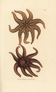 Purppura aurinkotähti, Solaster endeca (yhdeksänsäteinen meritähti, Asterias endeca). James Sowerbyn käsinvärinen kuparikaiverrus The British Miscellanysta tai värillisiä hahmoja uusista, harvinaisista tai vähän tunnetuista eläimistä. tekijältä James Sowerby